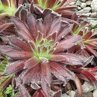 Sempervivum  'King George'